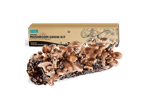 Mushroom Grow Kit